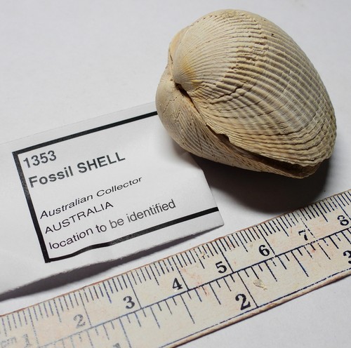 Fossil cockle shell - fossil,