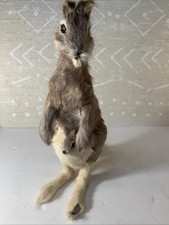 Vintage Miniature Taxadermy