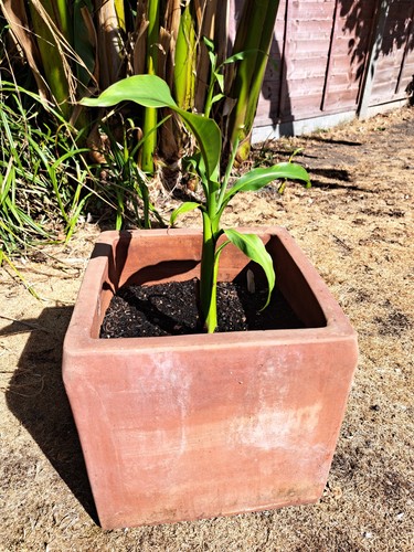 Banana plant - banana,