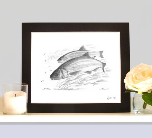 Dace fishing art drawing print - dace,