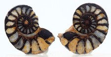 AMMONITE FOSSIL HEMATITE