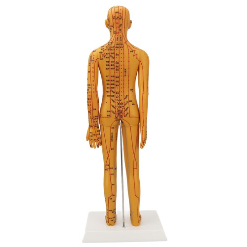Acupuncture female model - acupuncture, clear