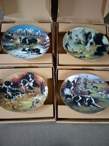 Davenport border collie - collie, plates