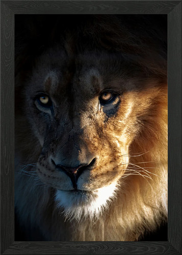 East african lion head - east, framed
