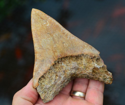 Real megalodon shark - real, tooth