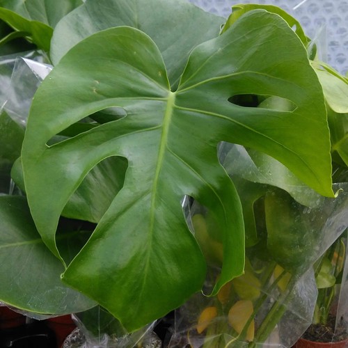 Swiss cheese plant monstera - swiss, (monstera
