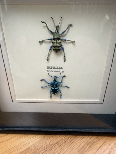 Beetles frame - in,