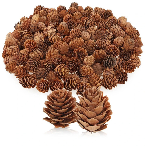 Minature pine cones - minature,