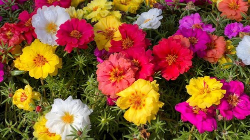 Moss rose purslane - moss,