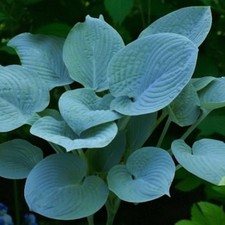 Hosta Fragrant Blue Plant in 2L Pot - Plantain Lily Garden Herbaceous Perennial