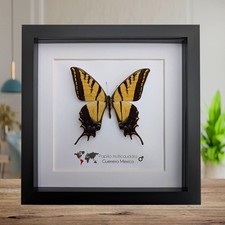 Framed Papilio multicaudata