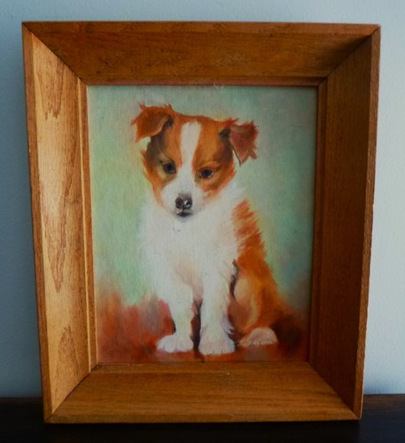 Shetland sheepdog sheltie - shetland, sheepdog/sheltie