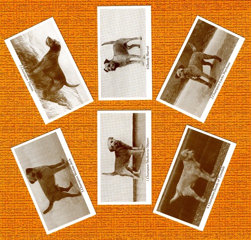 Border terrier set six - terrier, named