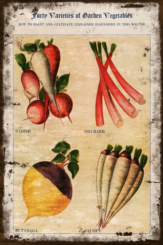 Vintage vegetables gardening - vintage,
