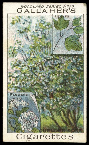 Gallaher woodland trees - gallaher,
