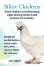 Silkie chickens - silkie,