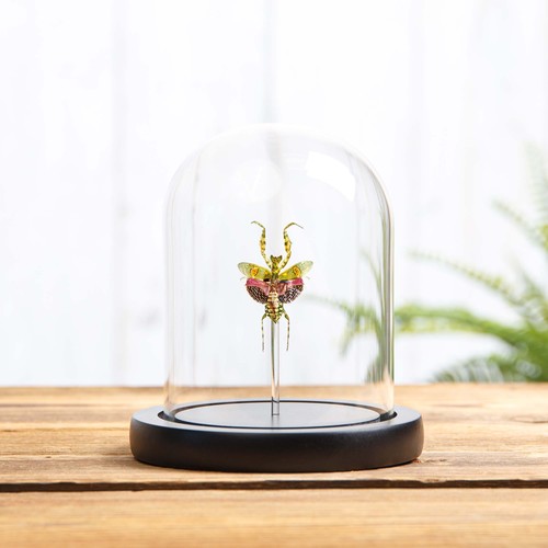 Taxidermy jewelled flower - taxidermy,