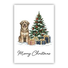 Cardigan Welsh Corgi Dog