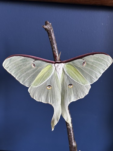 Luna moth moon - moon,