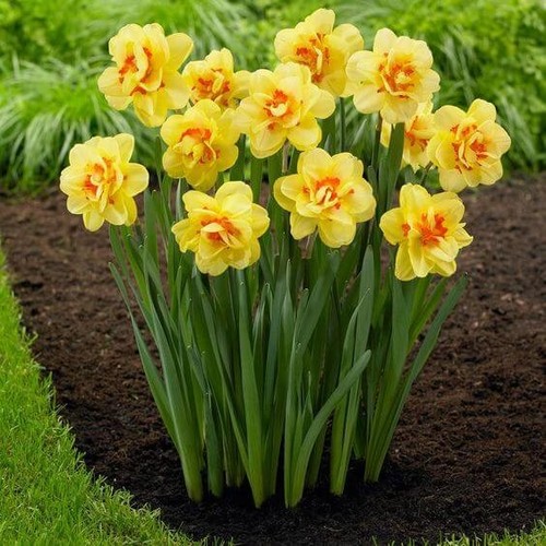 Pretty daffodil tahiti - ,