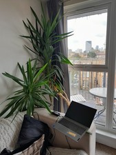 Beautiful Tall Yukka (I Think) Plant