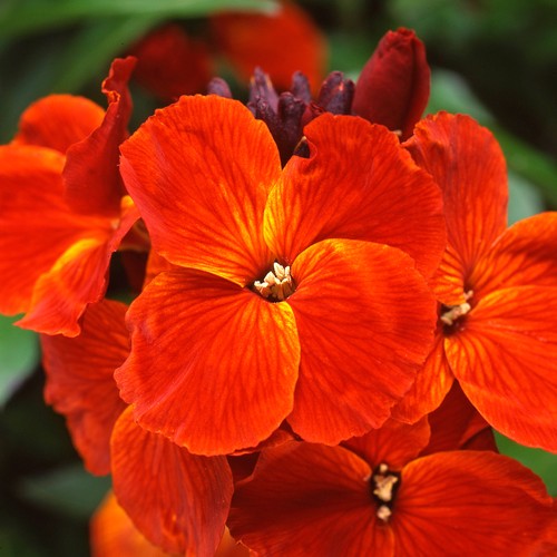Wallflower sunset orange - wallflower,