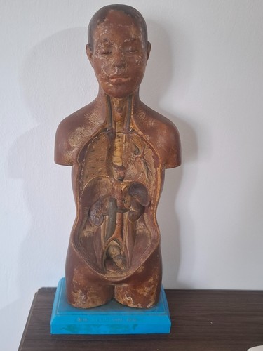 Vintage desk top anatomical - vintage,