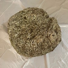 Natural Dry Coral Reef Rock