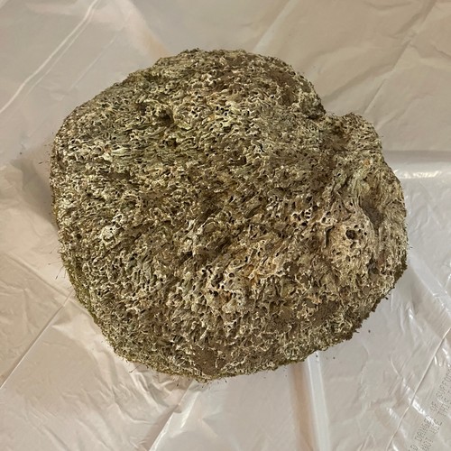 Natural dry coral reef - natural,