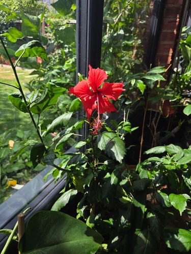 Hibiscus red petals - petals, large