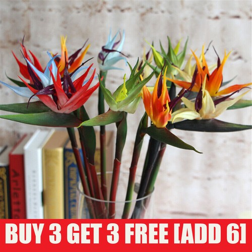 Eco bird paradise - bird,