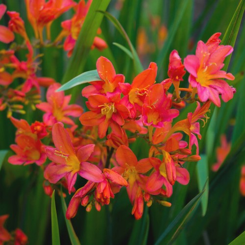 Crocosmia carmin brilliant - 5,