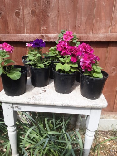 Petunia pirouette - 8,