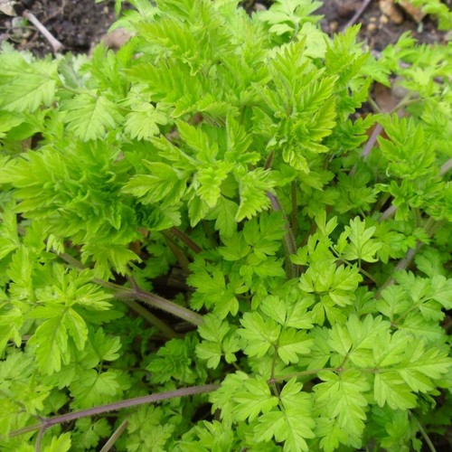 Anthriscus sylvestris golden - sylvestris, 'golden