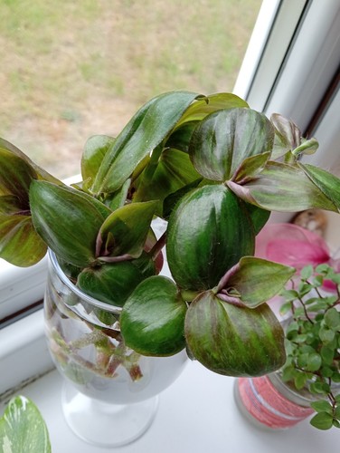 Tradescantia zebrina purple - tradescantia,