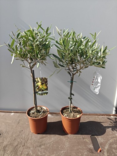 Mini standard olive - 2x, tree