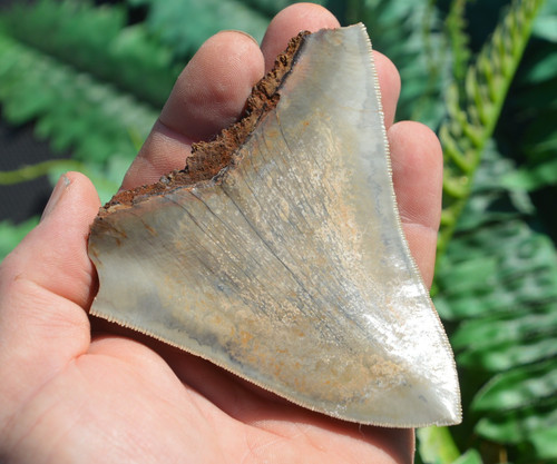 Wow genuine megalodon - wow,,