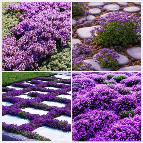 1000 purple creeping thyme - 1000,