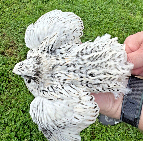 Rare pearl fee quail - 15+,