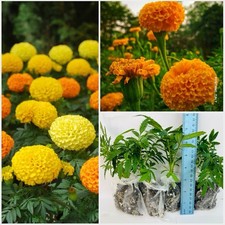 African Marigold Inca, Marvel