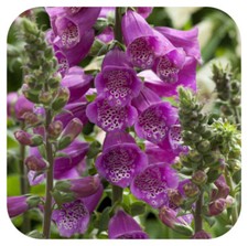 Foxglove Digitalis 'Dalmatian