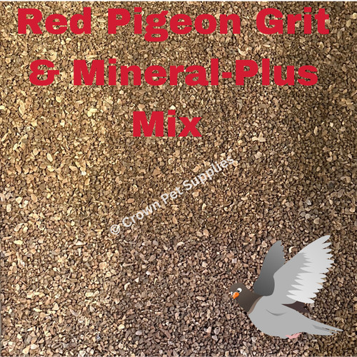 Bird pigeon grit red - bird,