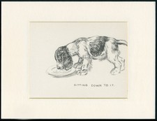 ENGLISH SPRINGER SPANIEL CUTE