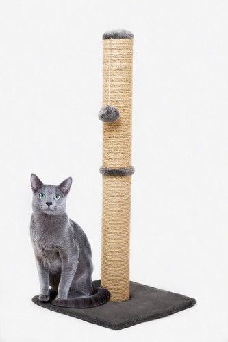 Tall large cat scratching - cat,