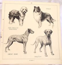 Original Vintage Dog Breeds Print Collie Great Dane Mastiff  English Sheepdog