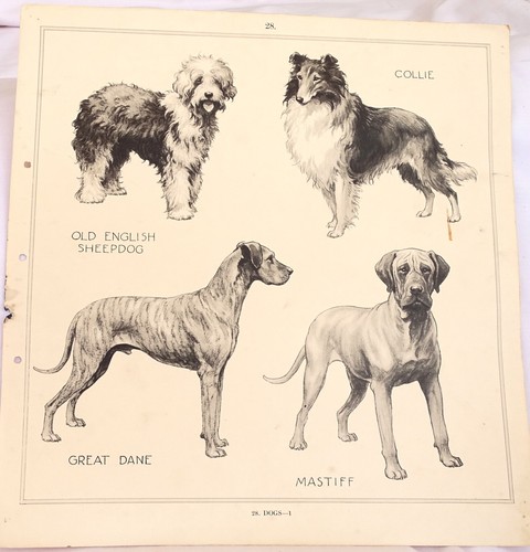 Original vintage dog breeds - original,