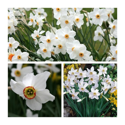 Daffodil pheasant eye flower - daffodil,