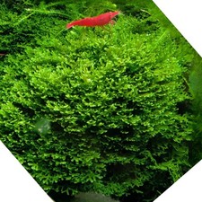 Rare Coral Moss (Riccardia)