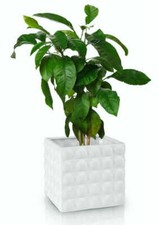 LARGE White Bubble Flower Pot