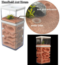 Ant farm box - ant,